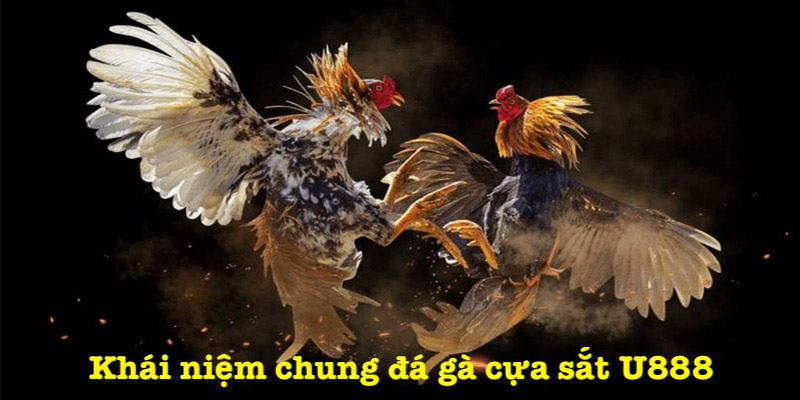 Những thông tin chung đá gà cựa sắt U888