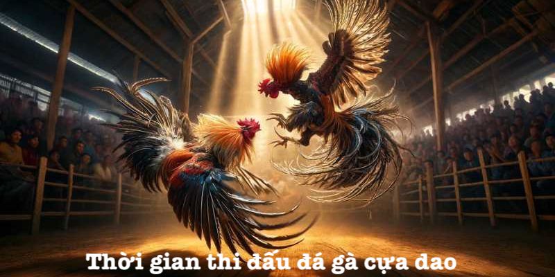 Quy định thời gian đá gà cựa dao
